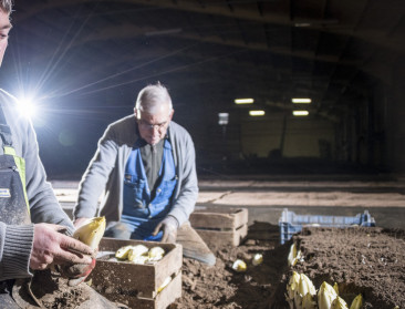 Praktijkpunt Herent leidt nieuwe generatie witlooftelers op
