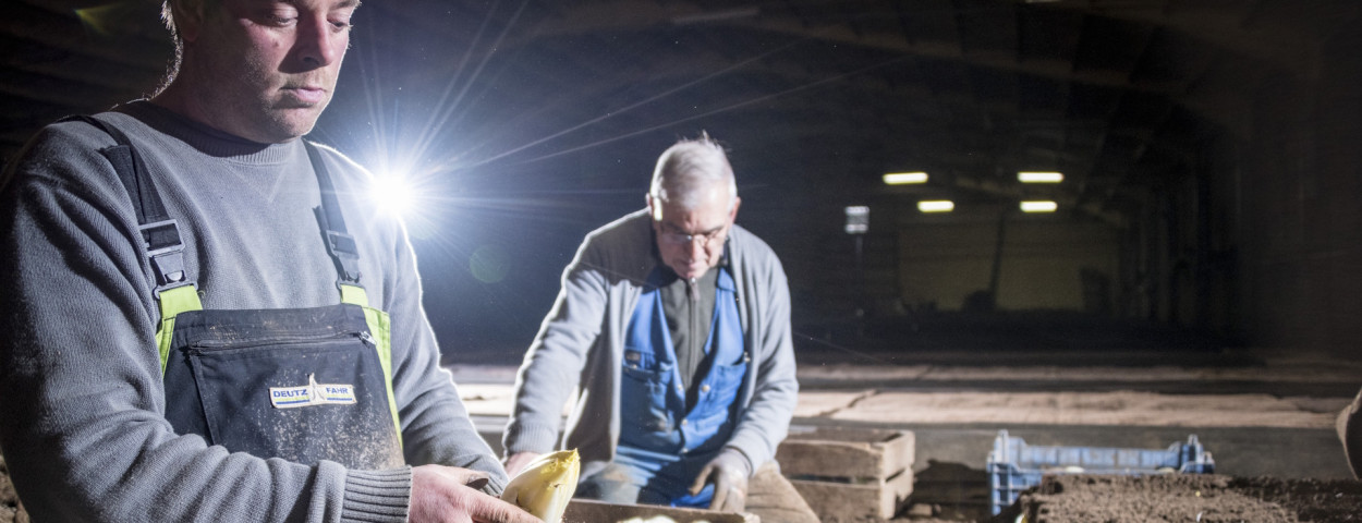 BrusselsGrondwitloof-lander_loeckx