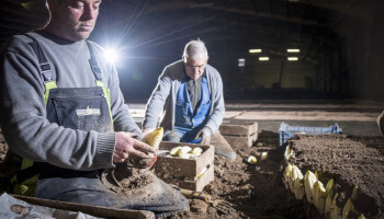 Praktijkpunt Herent traint nieuwe generatie witlooftelers