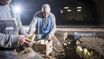 Praktijkpunt Herent leidt nieuwe generatie witlooftelers op