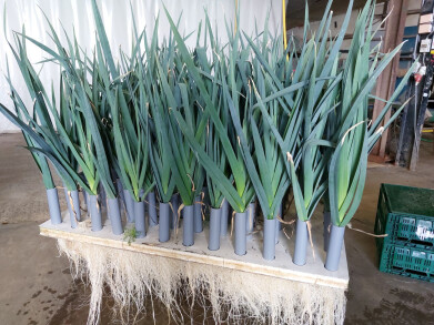 Hydropreis Inagro 3
