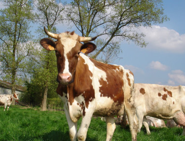 Complexe melkprijs door premies en diverse melkstromen