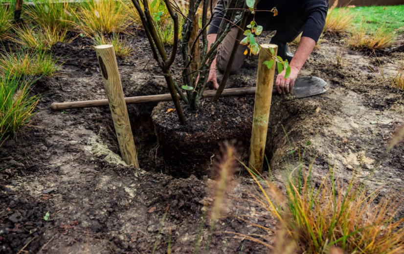 Nationale Boomplantdag: “Hoe meer bomen, hoe gezonder je leefomgeving”