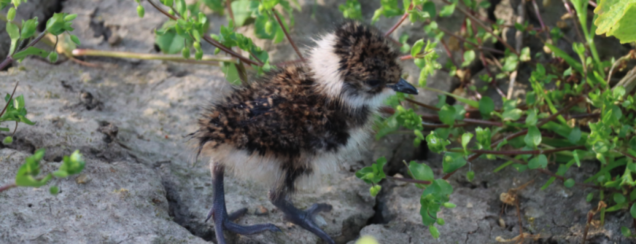 Kievit_kuiken_akkervogel_COP_Regionaal_Landschap