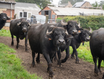 Enige Vlaamse buffelmelk in trek bij allochtonen en lactose-intolerante Antwerpenaars