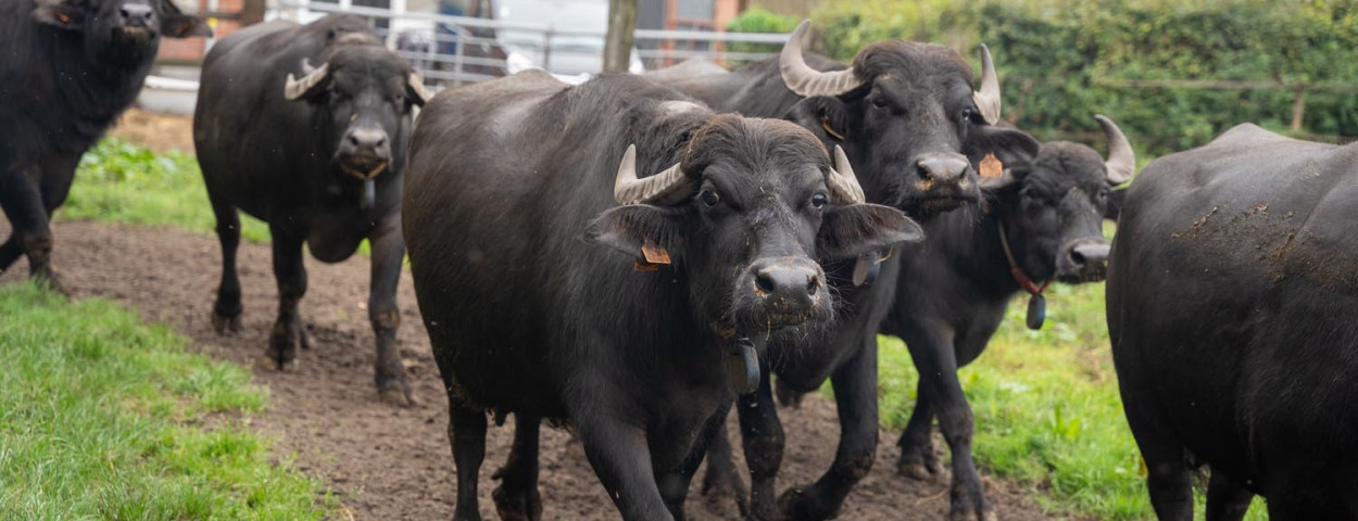 Weidegang buffels in Schilde op de Keysershoeve