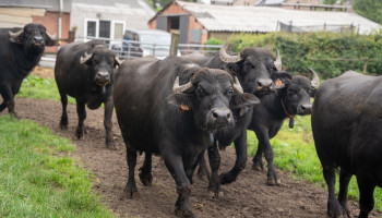 Enige Vlaamse buffelmelk in trek bij allochtonen en lactose-intolerante Antwerpenaars