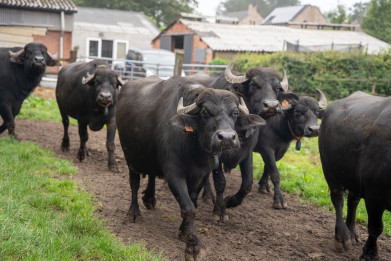 Weidegang buffels in Schilde op de Keysershoeve