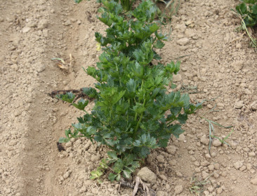 Binnenkort goedkoper en sneller veredelen?