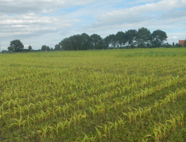 Maïsoogst op Hooibeekhoeve beneden alle peil
