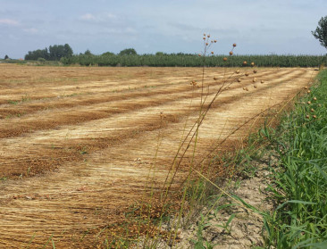 West-Vlaamse vlassector vindt zijn tweede adem