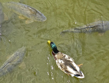"Geen teken dat stroperij toeneemt"