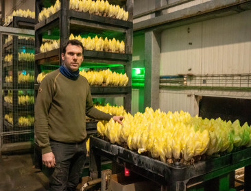 Toekomst Vlaamse witloofteelt gegarandeerd, vraag veel minder