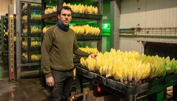 Toekomst Vlaamse witloofteelt gegarandeerd, vraag veel minder