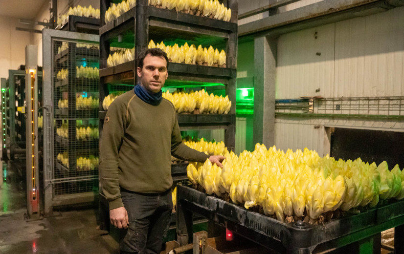 Toekomst Vlaamse witloofteelt gegarandeerd, vraag veel minder