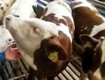 Opstartsteun voor nieuwe producentenorganisaties