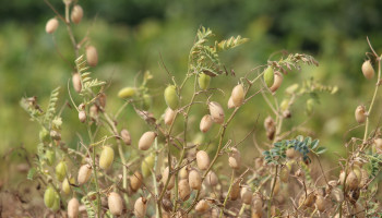 Niet alle oogsten lijden onder droogte: “Dit is het jaar van de kikkererwt”