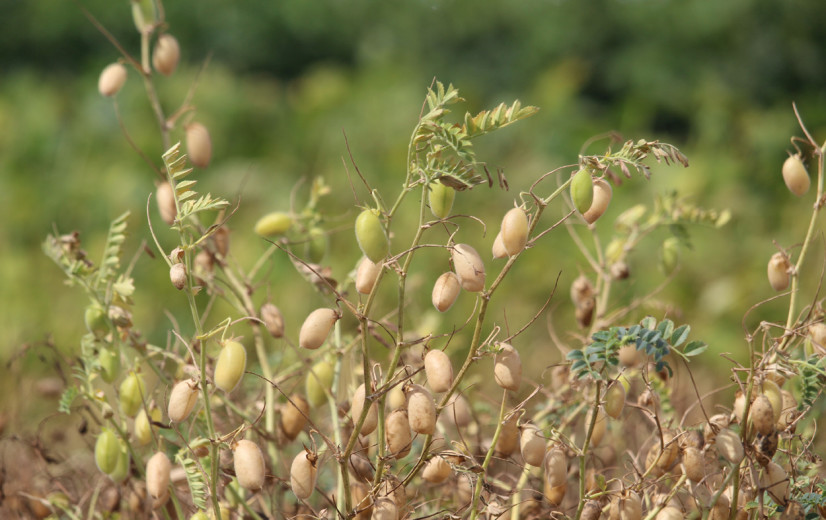 Niet alle teelten lijden onder droogte: “Dit is het jaar van de kikkererwt”