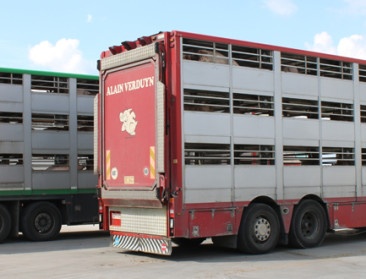 EU-Commissie heeft strengere regels voor dierentransport klaar