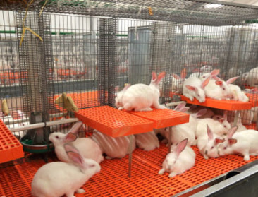 Dierenrechtenorganisatie viseert konijnenhouderij, landbouworganisaties reageren