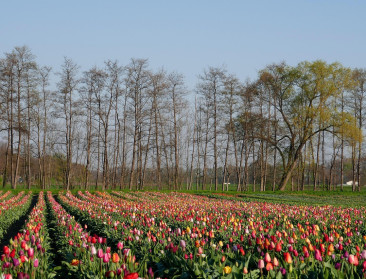 Rechter eist dat Nederland strenger stikstofbeleid voert