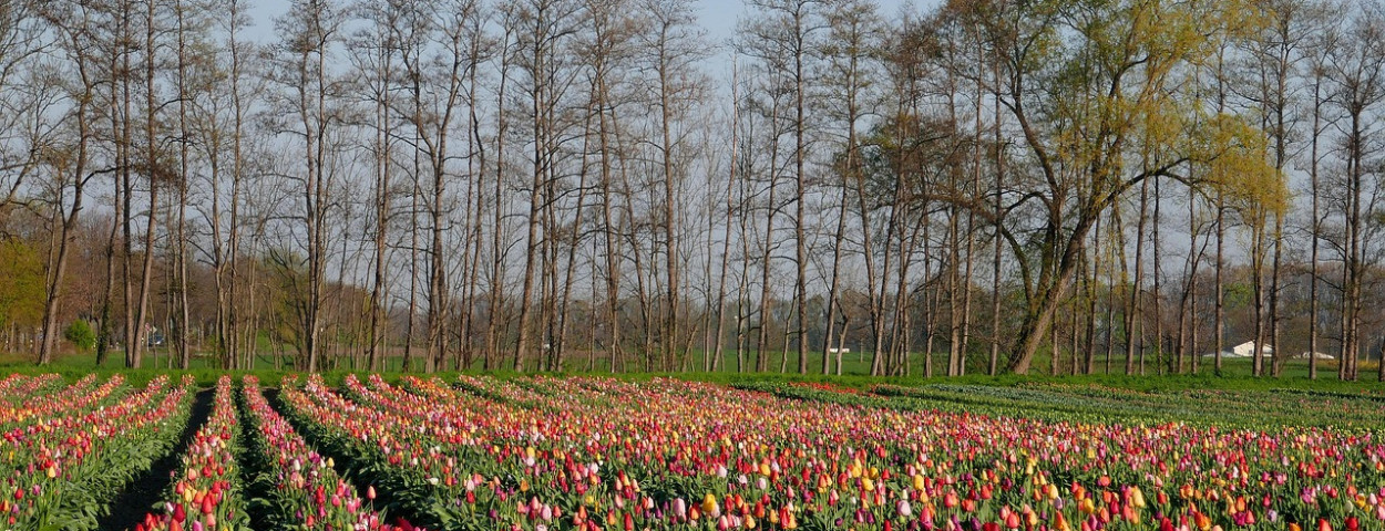 tulpenveld nederland