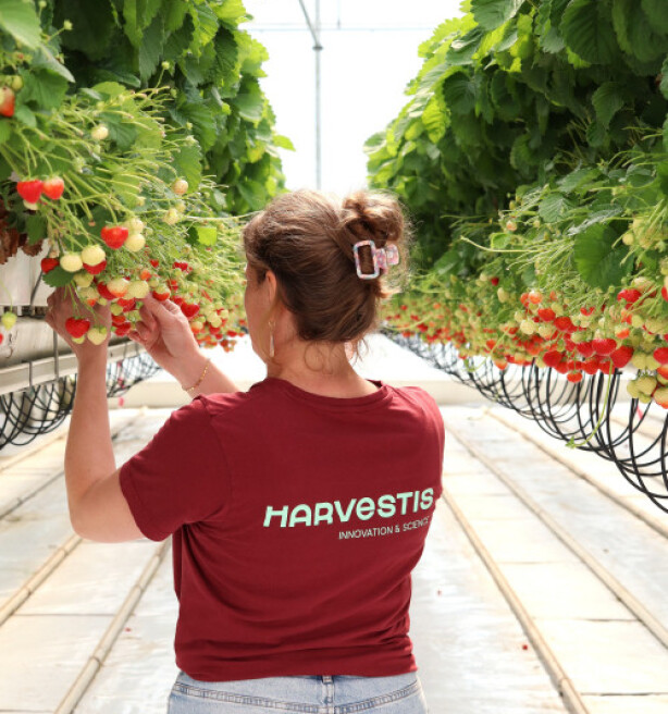 Antwerpse proefcentra fuseren tot Harvestis