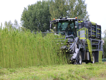 Limburg onderzoekt troeven van vezelhennep voor landbouw-, maak- en bouwsector