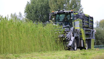 Proefproject dat PFAS met hennep uit bodem haalt, is groot succes