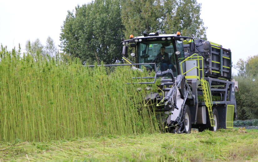 Proefproject dat PFAS met hennep uit bodem haalt, is groot succes