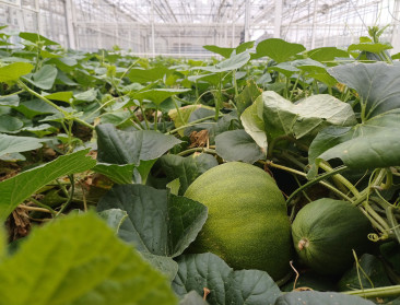 Nieuwe meloentypes rijpen in Vlaamse serres, maar markt blijkt hard om te kraken