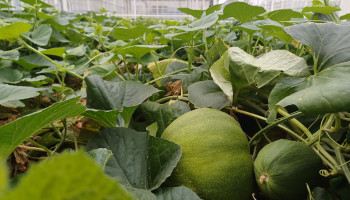 Nieuwe meloentypes rijpen in Vlaamse serres, maar markt blijkt hard om te kraken
