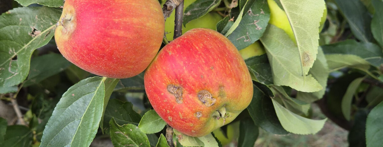 Hagelschade_Appel_Cop_Somers_Fruit2