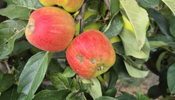 Na hagel moet zelfpluk fruitoogst redden: "Aan deze appels scheelt niets, behalve hun uitzicht"