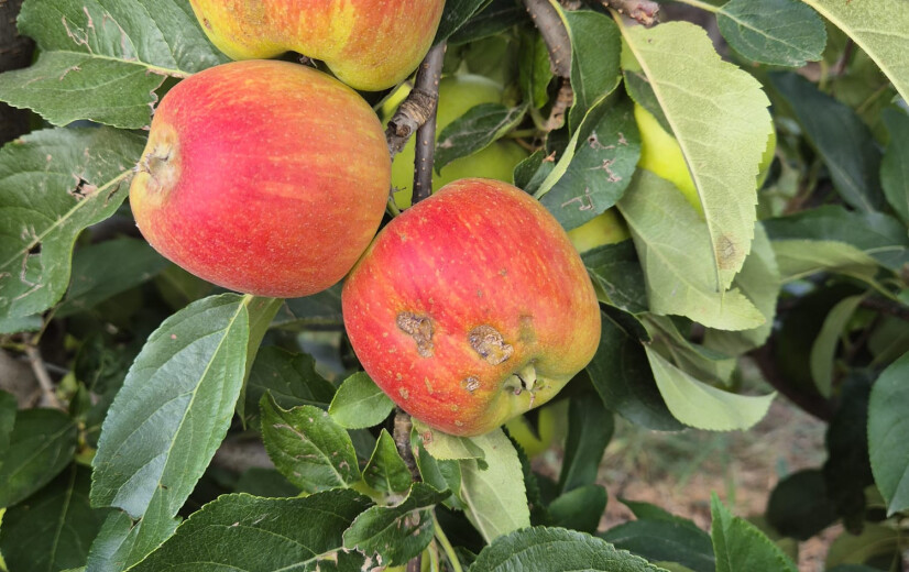 Na hagel moet zelfpluk fruitoogst redden: "Aan deze appels scheelt niets, behalve hun uitzicht"
