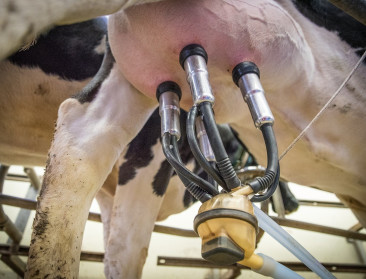 Vlaamse melkproductie ver boven Europees gemiddelde, maar potentieel nog hoger