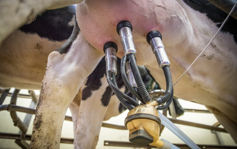 Milcobel-leden halen uiterste uit koe nu de melkprijzen in juni weer 4 cent stijgen