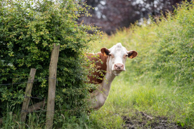 Hereford koe
