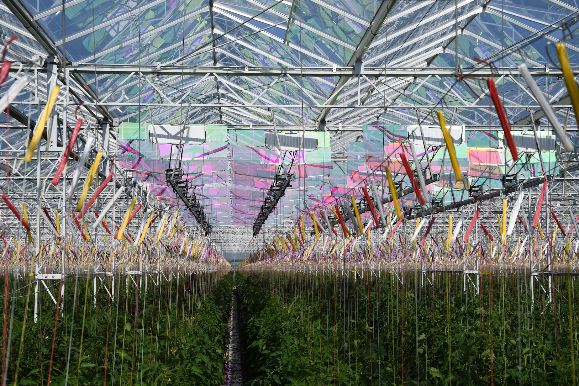 Zonnepaneel serre tomato masters web 3