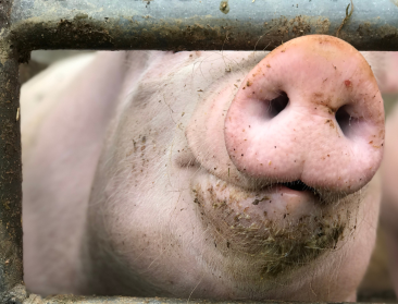 Coolpigs zoekt varkenshouders voor studie stalkoeling