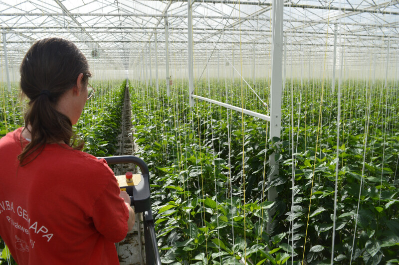Paprika controle serre Liesbeth Gemapa