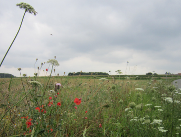 74 gemeenten vragen al uitzondering op pesticidenverbod
