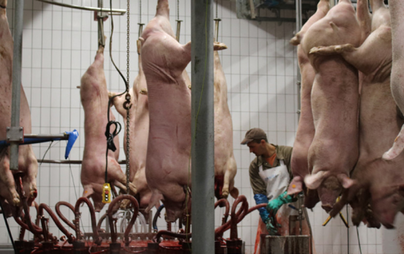 Onderzoekers gaan dierenwelzijn automatisch monitoren van stal tot slachthuis