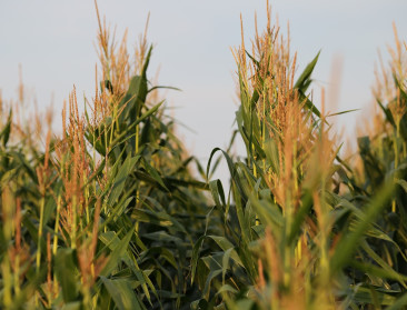 Eerste staalnames maïs en gras bevestigen vermoeden van matige productie en voederwaardes