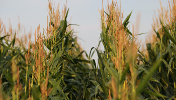 Eerste staalnames maïs en gras bevestigen vermoeden van matige productie en voederwaardes