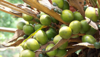 Milcobel en NoPalm Ingredients verwerken kaasafval tot alternatief voor palmolie