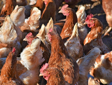 "Meest verwoestende” vogelgriepseizoen, aldus Europese gezondheidsautoriteiten