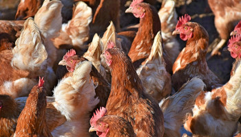 Vogelgriep vastgesteld op pluimveebedrijf in Diksmuide