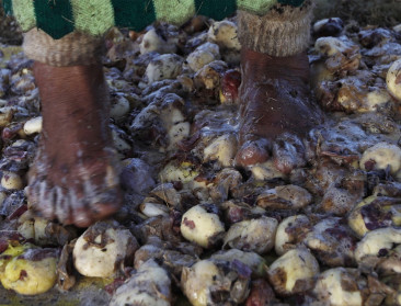 World Potato Congress geeft boeren in Andes extra boost