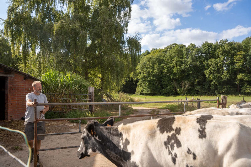 Bavo Verwimp haalt koeien binnen